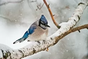 Images Dated 22nd March 2014: Blue Jay In Winter