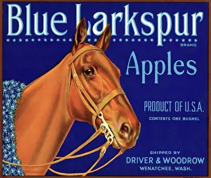 Blue Larkspur Apples