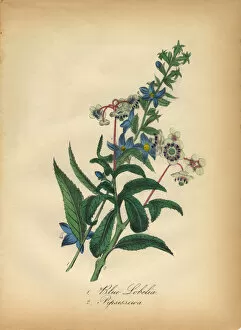 Images Dated 7th July 2016: Blue Lobelia and Pipsissewa Victorian Botanical Illustration