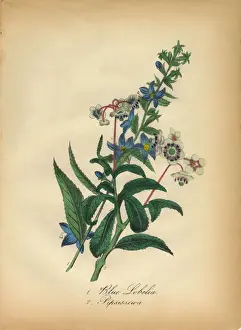 Blue Lobelia and Pipsissewa Victorian Botanical Illustration