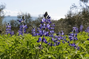 Images Dated 4th April 2013: Blue Lupine or Narrow-leafed Lupine -Lupinus angustifolius-, Troas, Aegais, Marmara Region, Turkey