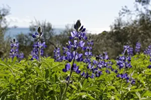 Lupine Prints: Blue Lupine or Narrow-leafed Lupine -Lupinus angustifolius