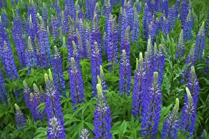 Legume Family Gallery: Blue lupines (Lupinus)