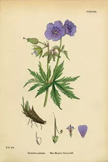 Images Dated 11th March 2017: Blue Meadow Cranesbill, Geranium Pratense, Victorian Botanical Illustration, 1863