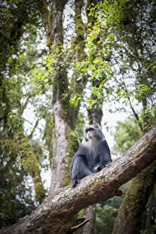 Images Dated 10th February 2016: Blue Monkey, Cercopithecus mitis, roaming the rainforests of Mount Kilimanjaro, Kilimanjaro Region