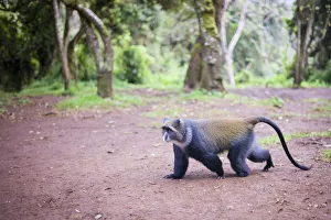 Images Dated 10th February 2016: Blue Monkey, Cercopithecus mitis, roaming the rainforests of Mount Kilimanjaro, Kilimanjaro Region