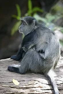 Simiiformes Gallery: Blue Monkey or Diademed Monkey -Cercopithecus mitis-, Lake Manyara National Park, Tanzania, Africa