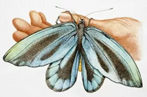 Blue Morpho (Morpho menelaus), iridescent tropical butterfly clinging to thumb of human hand