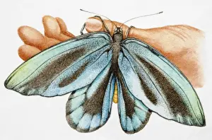 Unknown Gender Prints: Blue Morpho (Morpho menelaus), iridescent tropical butterfly clinging to thumb of human hand