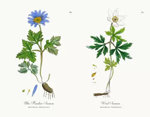 Images Dated 7th November 2017: Blue Mountain Anemone, Anemone, Anemone Apennina, Victorian Botanical Illustration, 1863