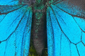 Blue mountain swallowtail (Papilio ulysses) wings and abdomen, detail