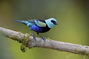 Images Dated 4th April 2017: Blue-necked Tanager
