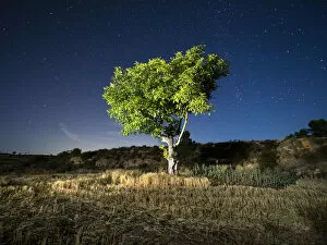 Deciduous Tree Collection: Blue night sky with stars with a tree with green leaves in a field