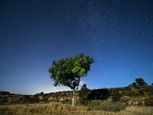 Images Dated 13th August 2016: Blue night sky with stars with a tree with green leaves in a field