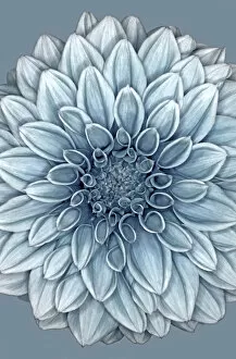 Floral Pattern Art Gallery: Blue Nunton