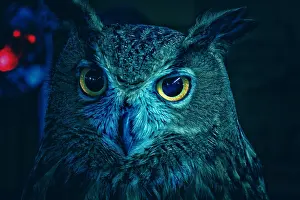 Prints of Blue Owl Beautiful Bird Species Prints: Blue Owl