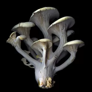 Images Dated 15th October 2013: Blue Oyster Mushrooms