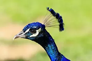 Blue Peacock -Pavo cristatus-, portrait, captive