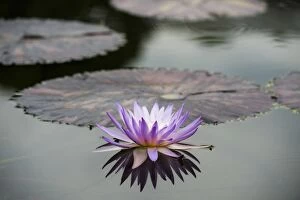 Blue Pigmy -Nymphaea colorata-, water lily flower and leaves, Germany
