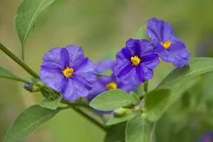 Thuringen Prints: Blue Potato Bush -Lycianthes rantonnetii-, flowering, Thuringia, Germany