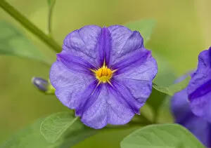 Thuringia Collection: Blue Potato Bush -Lycianthes rantonnetii-, flowering, Thuringia, Germany