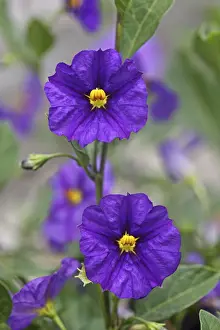 Blooming Prints: Blue Potato Bush -Solanum rantonettii syn Lycianthes rantonnetii-, flowers