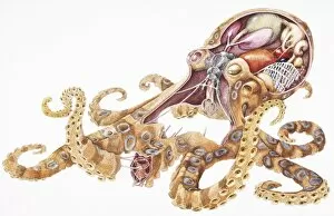 Blue-Ringed Octopus (Hapalochlaena), internal anatomy, cross-section