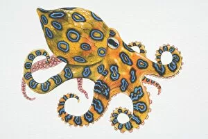 Mollusk Collection: Blue-ringed Octopus (Hapalochlaena sp.)