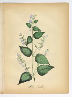 Images Dated 14th July 2015: Blue Scullcap Victorian Botanical Illustration