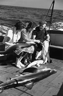 Sea Creature Prints: Blue Shark Catch