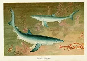 Images Dated 26th October 2018: Blue shark chromolithograph 1896