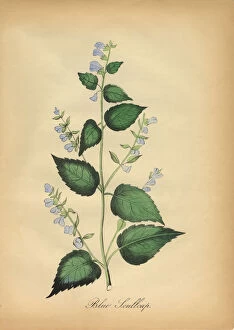 Images Dated 8th July 2016: Blue Skullcap Flower Victorian Botanical Illustration
