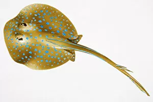 Pattern Collection: Blue Spotted Stingray (Dasyatis kuhlii, also known as Kuhls Stingray