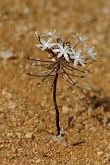 Images Dated 29th October 2010: Blue Star Squill -Scilla sp.- Goegap Nature Reserve, Namaqualand, South Africa