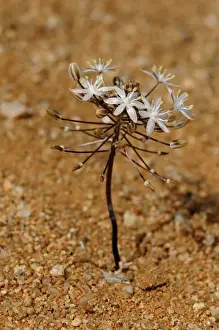 Asparagaceae Prints: Blue Star Squill -Scilla sp. - Goegap Nature Reserve, Namaqualand, South Africa