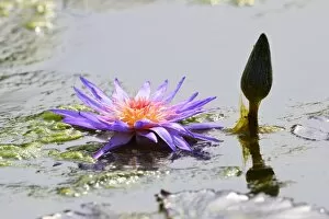 Nymphaea Gallery: Blue Star Water Lily -Nymphaea stellata-, Baden-Wurttemberg, Germany