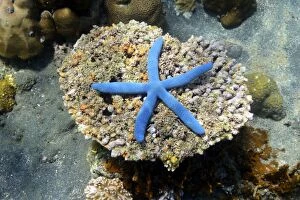 Images Dated 30th July 2014: Blue Starfish -Linckia laevigata-, North Bali, Bali, Indonesia