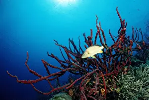 Sponge Prints: Blue Striped Grunt (Haemulon sciurus) with sponge, Trinidad, Caribbean Sea
