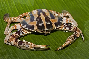 Crustacea Collection: Blue swimmer crab -Portunus pelagicus-, on a banana leaf