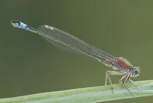 Grass Blade Prints: Blue-tailed Damselfly -Ischnura elegans-