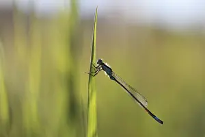 Pond Damsel Prints: Blue-tailed Damselfly -Ischnura elegans