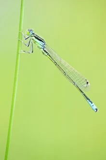 Odonate Gallery: Blue-tailed Damselfly -Ischnura elegans- on a blade of grass