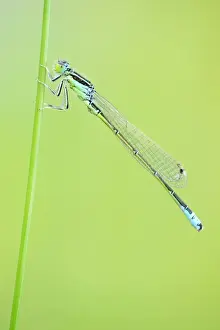 Grass Blade Prints: Blue-tailed Damselfly -Ischnura elegans- on a blade of grass