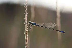 Blue-tailed Damselfly -Ischnura elegans- in the evening light, Baden-Wuerttemberg, Germany, Europe