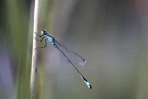 Images Dated 28th August 2014: Blue-tailed Damselfly -Ischnura elegans-, male, Baden-Wurttemberg, Germany