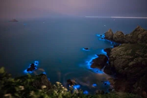Dramatic Gallery: Blue Tears Bioluminescent algae Noctiluca Scintillans