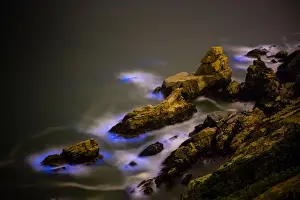 Dramatic Prints: Blue Tears, Bioluminescent algae Noctiluca Scintillans