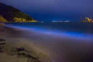 Visual Treasure Prints: Blue Tears Bioluminescent algae Noctiluca Scintillans