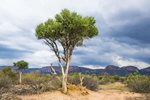 Limpopo Gallery: Blue Thorn trees against a stormy backdrop, Marataba Private Game Reserve, Limpopo, South Africa