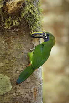 Images Dated 21st December 2016: Blue-throated Toucanet